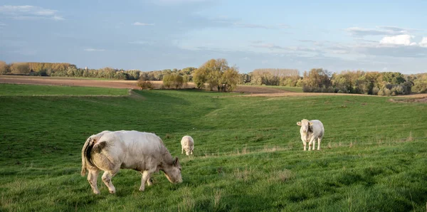 Rebaño Vacas Vacuno Prados Verdes Herbáceos Campo Entre Bruselas Charleroi —  Fotos de Stock