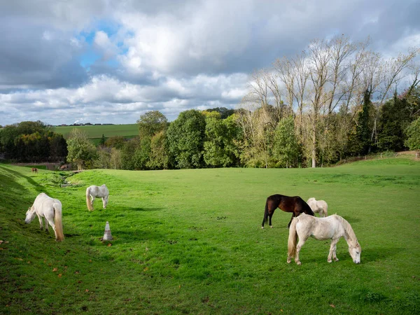 Białe Konie Pasą Się Zielonej Trawiastej Łące Belgijskiej Wsi Między — Zdjęcie stockowe
