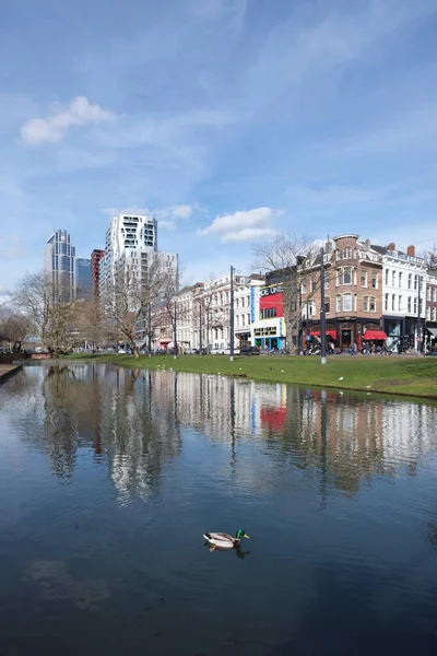 Rotterdam Holandia Marca 2023 Kaczka Kanale Centrum Holenderskiego Miasta Rotterdam — Zdjęcie stockowe