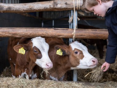 wadenoijen, Hollanda, 10 Nisan 2023: Genç çocuk açık ahırda buzağıları besliyor.