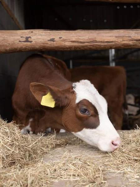 オランダで安定した半開きの赤や茶色の子牛です — ストック写真