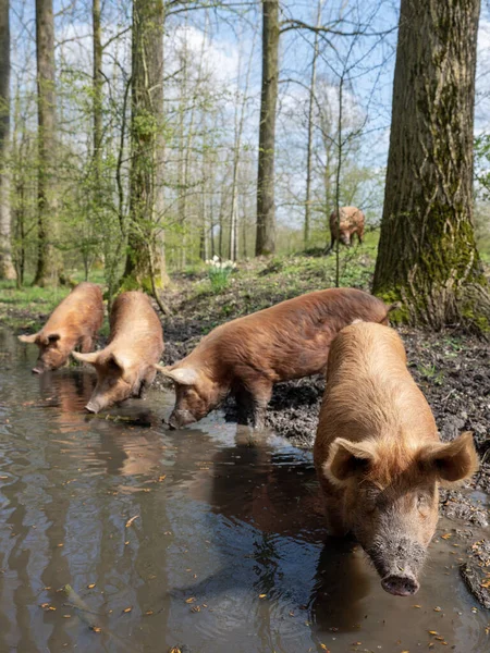 stock image happy free-roaming brown pigs in dutch spring forest near utrecht in the netherlands under blue sky