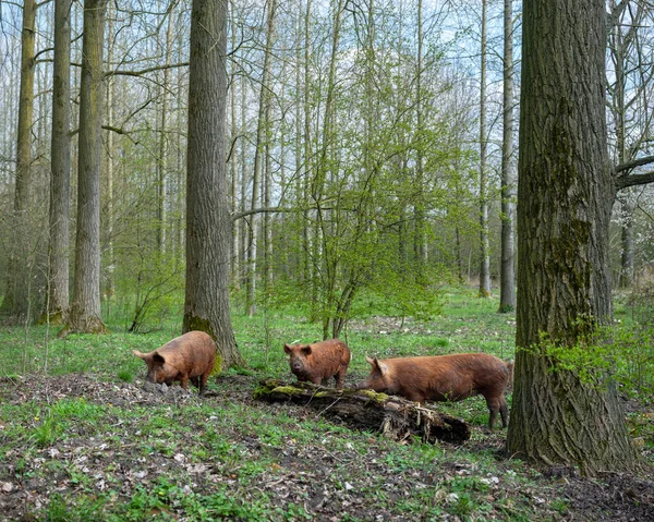 Счастливые Свободно Бродящие Коричневые Свиньи Голландском Весеннем Лесу Около Utrecht — стоковое фото