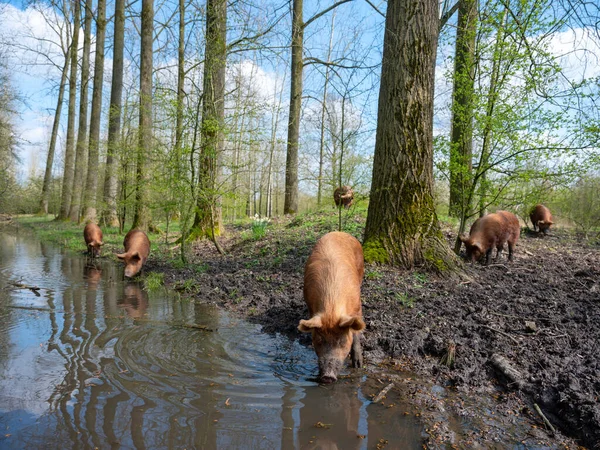 Feliz Free Roaming Cerdos Marrones Bosque Holandés Primavera Cerca Utrecht Imagen de stock