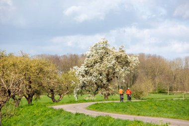 Bisikletli çift, baharda Hollanda 'nın betuwe bölgesindeki hendekte çiçek açan meyve ağacından geçiyor.