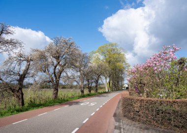 road on dike of river linge near geldermalsen in the netherlands with blooming spring flowers unde blue sky clipart