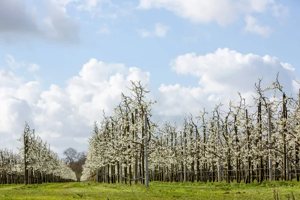 Blommande Fruktträd Betuwe Blå Himmel Med Moln Våren Underlandet — Stockfoto