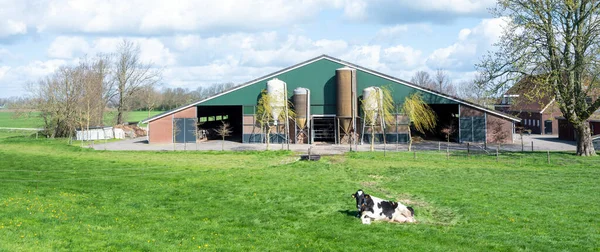 Zauważona Czarno Biała Krowa Leży Zielonej Trawiastej Łące Pobliżu Farmy — Zdjęcie stockowe