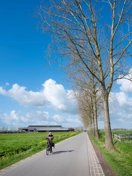 Beesd Нидерланды Апреля 2023 Женщина Ездит Велосипеде Проселочной Дороге Ферме — стоковое фото