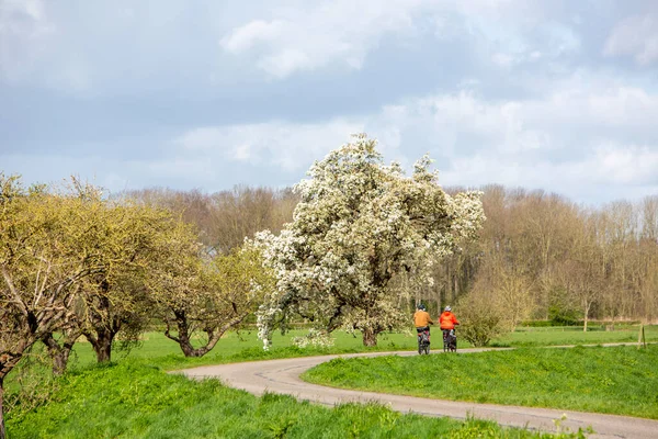 Couple Bicycle Passes Blooming Fruit Tree Dike Betuwe Part Netherlands Royalty Free Stock Images