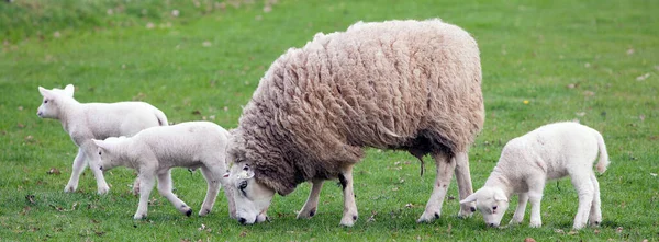 Вівці Ягнята Весняному Пейзажі Поблизу Венендалу Голландській Провінції Утрехт Поблизу — стокове фото