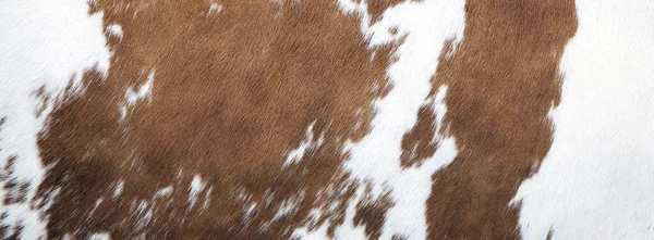 Patrón Marrón Blanco Piel Lado Vaca — Foto de Stock