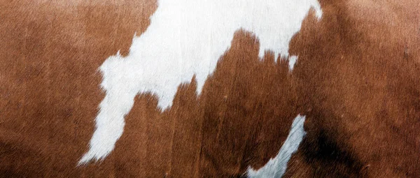 Koeienhuid Met Abstracte Bruine Witte Patroon Aan Kant Van Koe — Stockfoto