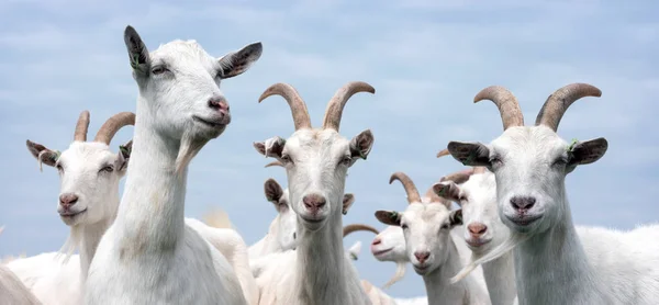 Chèvres Blanches Dehors Dans Prairie Contre Ciel Nuageux Bleu Hollande — Photo