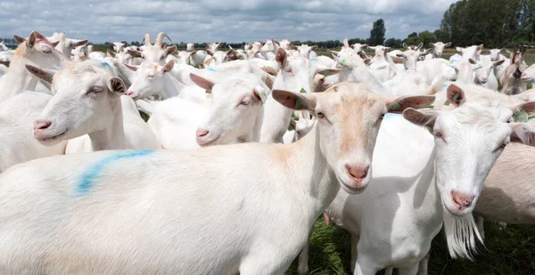 White Goats Green Grassy Dutch Meadow Netherlands — Stock Photo, Image