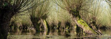 Söğüt ağaçları, Hollanda 'daki Wave nehrinin yanındaki sel uçakları suyunda yetişir.