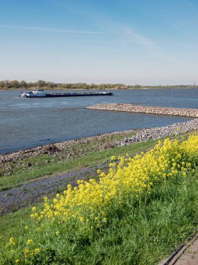 Hollanda 'da nehir vadisinde mavna üzerinde mavna mavi gökyüzünün altında sarı kolza tohumu çiçekleri zaltbommel yakınlarında
