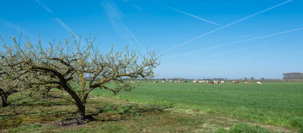 Árvores Fruto Primavera Vacas Manchadas Pastando Betuwe Perto Tiel Geldermalsen — Fotografia de Stock