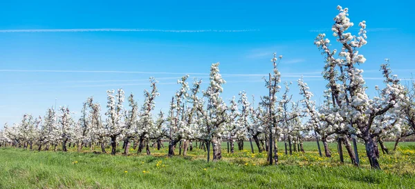 Blooming Fruit Trees Blue Sky Spring Dutch Town Oftiel Betuwe — Stock Photo, Image