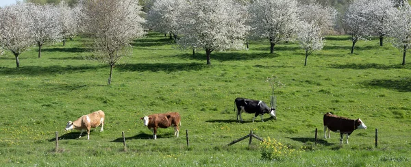 春天阳光明媚的日子里 我们在杜奇镇附近的花圃里发现了一些黑色和棕色的奶牛 — 图库照片