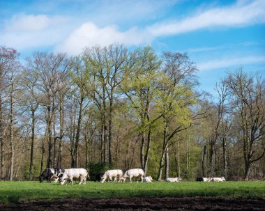 Hollanda 'da Baarn yakınlarında orman çayırında boğa ve sığır eti.