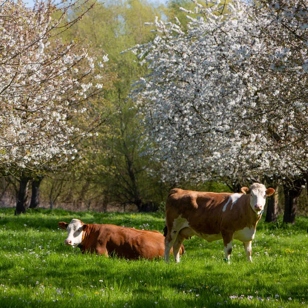 Vacas Manchadas Color Marrón Hierba Verde Entre Árboles Frutales Flor —  Fotos de Stock