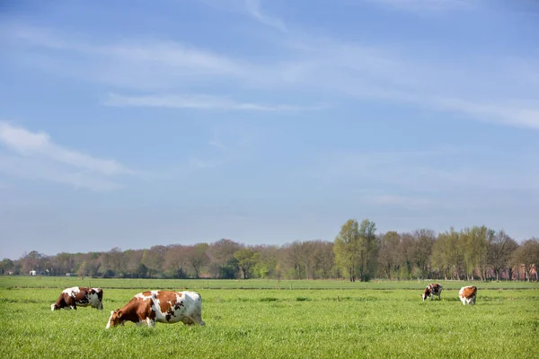 春天里 白的斑点奶牛在绿地里 在蓝天下的黑土里 长着长草 — 图库照片