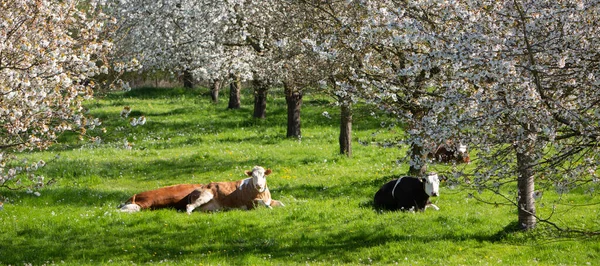 オランダのティール近くの果樹園の花の木の間の緑の草の中に発見された牛 — ストック写真