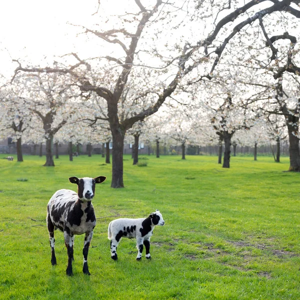 在内陆乌得勒支附近盛开的樱桃园里 斑斑的绵羊和小羊 — 图库照片