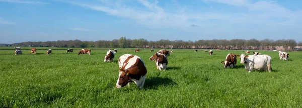 Красные Коричнево Белые Пятнистые Молочные Коровы Зеленом Поле Длинной Травой — стоковое фото