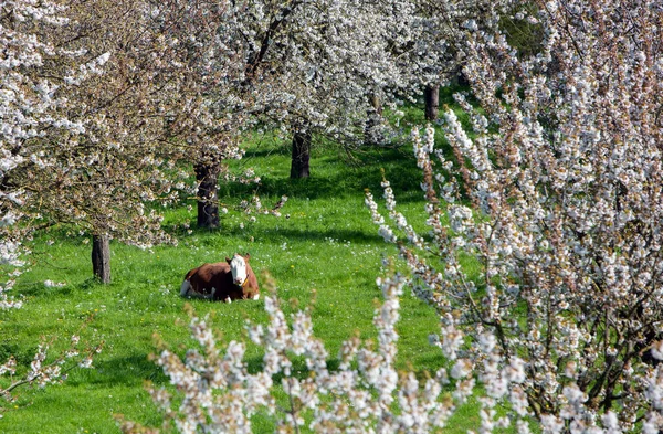 Brązowa Krowa Plamista Leży Zielonej Trawie Pomiędzy Kwitnącymi Drzewami Owocowymi — Zdjęcie stockowe