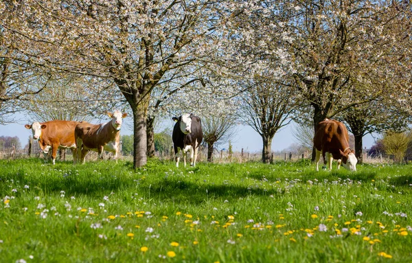 Vacas Manchadas Hierba Verde Entre Árboles Frutales Flor Huerto Cerca —  Fotos de Stock