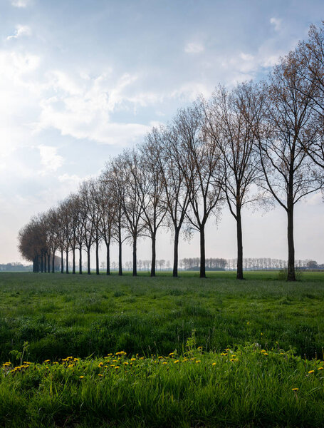 tree lines between meadows and spring flowers in the netherlands under cloudy sky