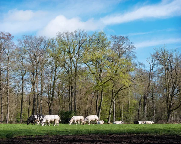 Byki Krowy Wołowe Łące Leśnej Pobliżu Baarn Wczesną Wiosną — Zdjęcie stockowe