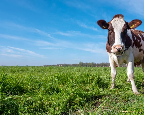 Vaches Laitières Tachetées Rouges Brunes Blanches Dans Champ Vert Avec Images De Stock Libres De Droits