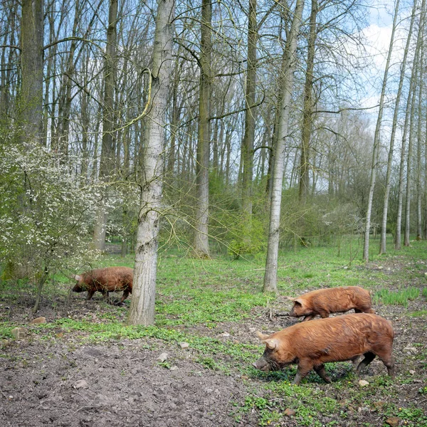 Happy Free Roaming Brown Pigs Dutch Spring Forest Utrecht Netherlands — Stock Photo, Image