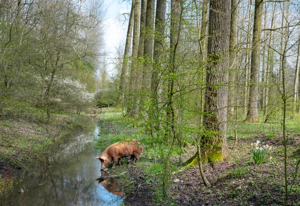 Happy Free Roaming Brown Pigs Dutch Spring Forest Utrecht Netherlands — Stock Photo, Image
