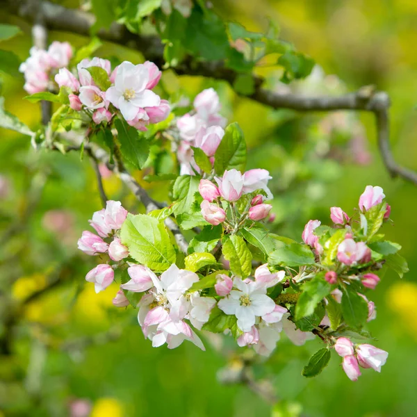 Tak Met Roze Witte Appelbloesems Met Gele Lentebloemen Achtergrond — Stockfoto