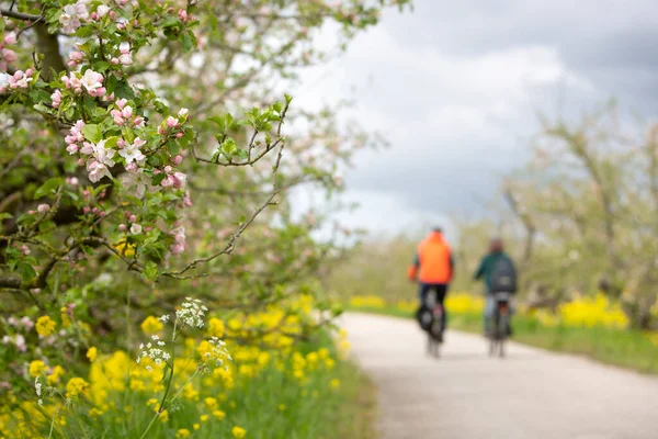 Пара Велосипеде Проходит Цветущие Яблони Дамбе Низинах Серым Облачным Весенним — стоковое фото