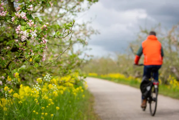 Cyclist Passes Flowering Apple Trees Dike Netherlands Gray Cloudy Spring — Stock Photo, Image