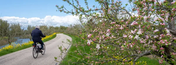 네덜란드의 트리슈 2023 자전거를 사과나무를 북반구에 로지나가는 — 스톡 사진