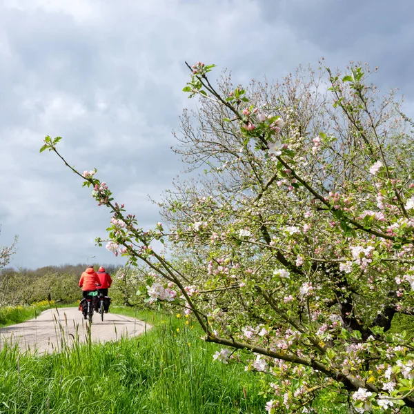 Paar Fiets Passeert Bloeiende Appelbomen Dijk Nederlanden Onder Grijze Bewolkte — Stockfoto