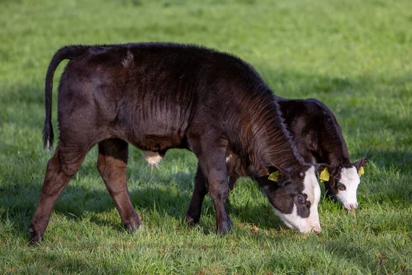 緑の芝生の春の牧草地で2つの濃い茶色の白い顔をした子牛の放牧 — ストック写真