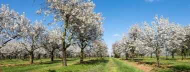 Hollanda 'da, mavi gökyüzünün altında çiçek açan ağaçlar ve bahar çiçekleri olan bir bahçe.