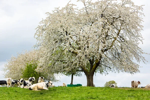 Äng Med Fläckiga Svarta Och Vita Kor Blomstrande Fruktträd Nederländska — Stockfoto