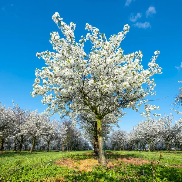 Orchard Blossoming Trees Blue Sky Spring Flowers Dutch Province Limburg — Stock Photo, Image