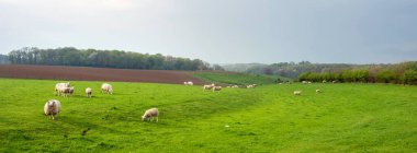 Hollanda 'nın güney limburg kırsalındaki yeşil çayırlarda otlayan koyunların üzerinde gri gökyüzü.