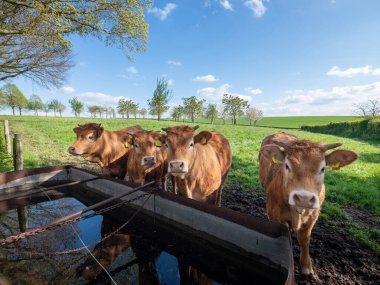Hollanda 'nın güney limburg bölgesinde mavi gökyüzünün altında, su oluğunun yanında kahverengi limuzin inekleri.