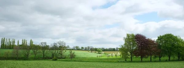 Landschaft Frühling Der Niederländischen Provinz Südlimburg Bei Margraten Mit Blumen — Stockfoto
