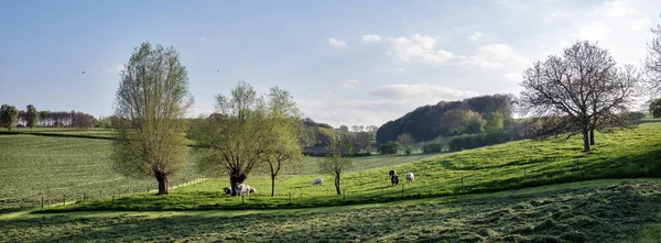Жирные Говяжьи Коровы Бельгийской Сельской Местности Недалеко Голландской Провинции Лимбург — стоковое фото